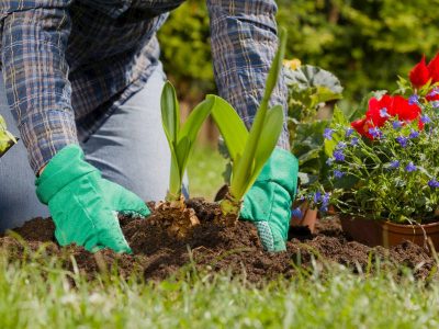 خدمات باغبانی ever green life تورنتو